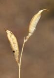 Oxytropis gebleriana