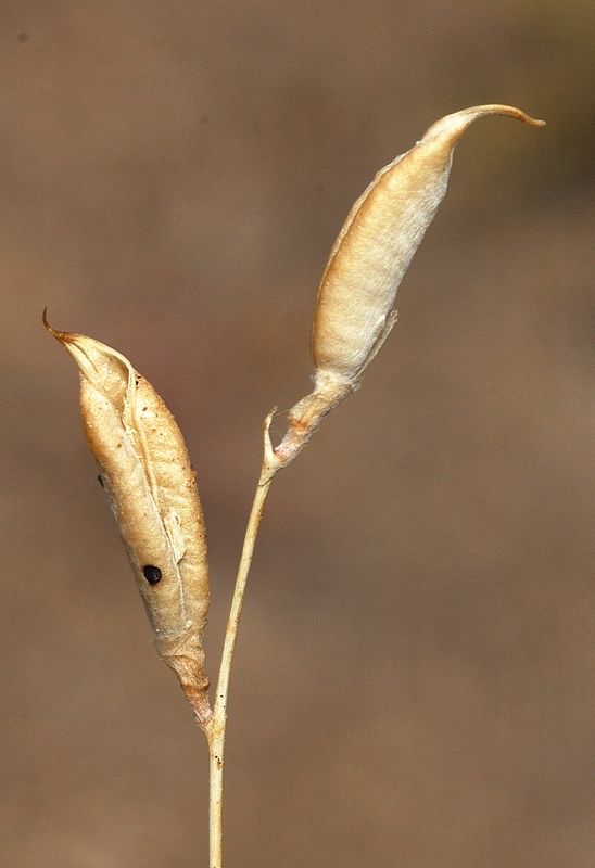 Изображение особи Oxytropis gebleriana.
