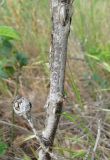 Rosa marginata