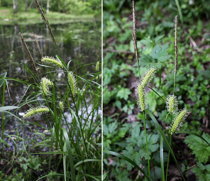 Изображение особи Carex vesicaria.