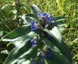 Gentiana cruciata