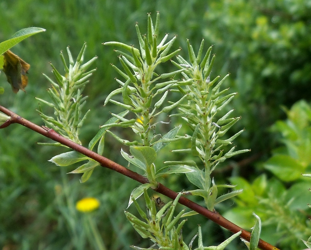 Image of Salix starkeana specimen.