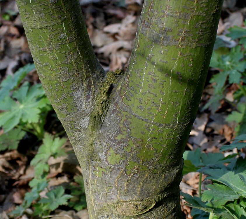 Image of Acer palmatum specimen.