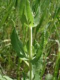 Salvia tesquicola. Часть побега с сидящим муравьём. Украина, г. Запорожье, балка возле пос. Солнечный. 02.06.2013.