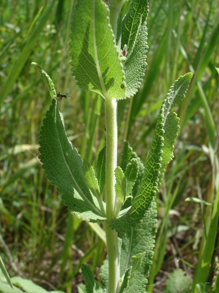 Image of Salvia tesquicola specimen.