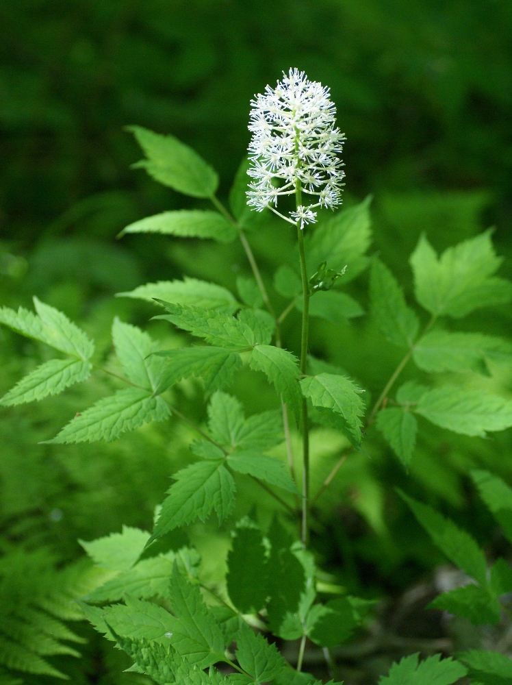 Изображение особи Actaea asiatica.