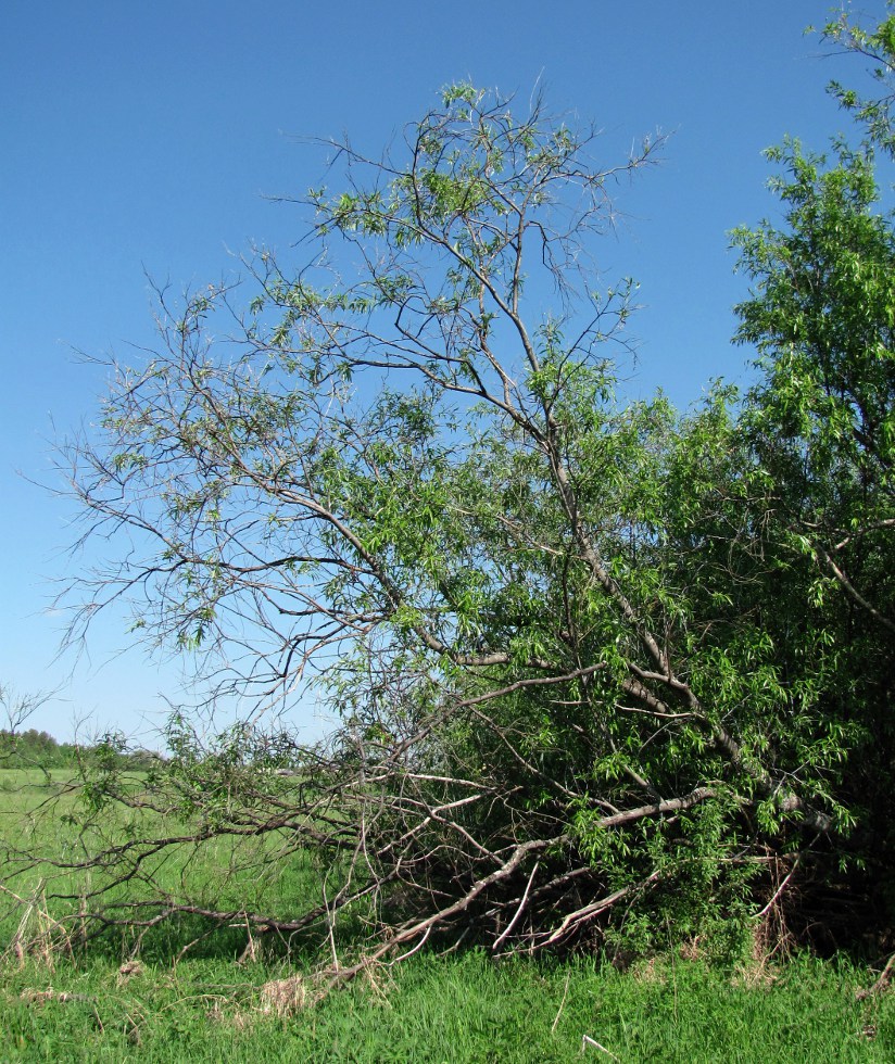 Image of Salix acutifolia specimen.