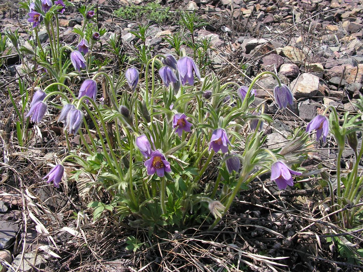 Изображение особи Pulsatilla dahurica.