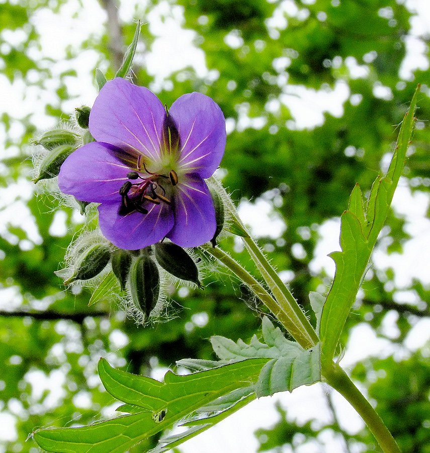 Image of Geranium erianthum specimen.