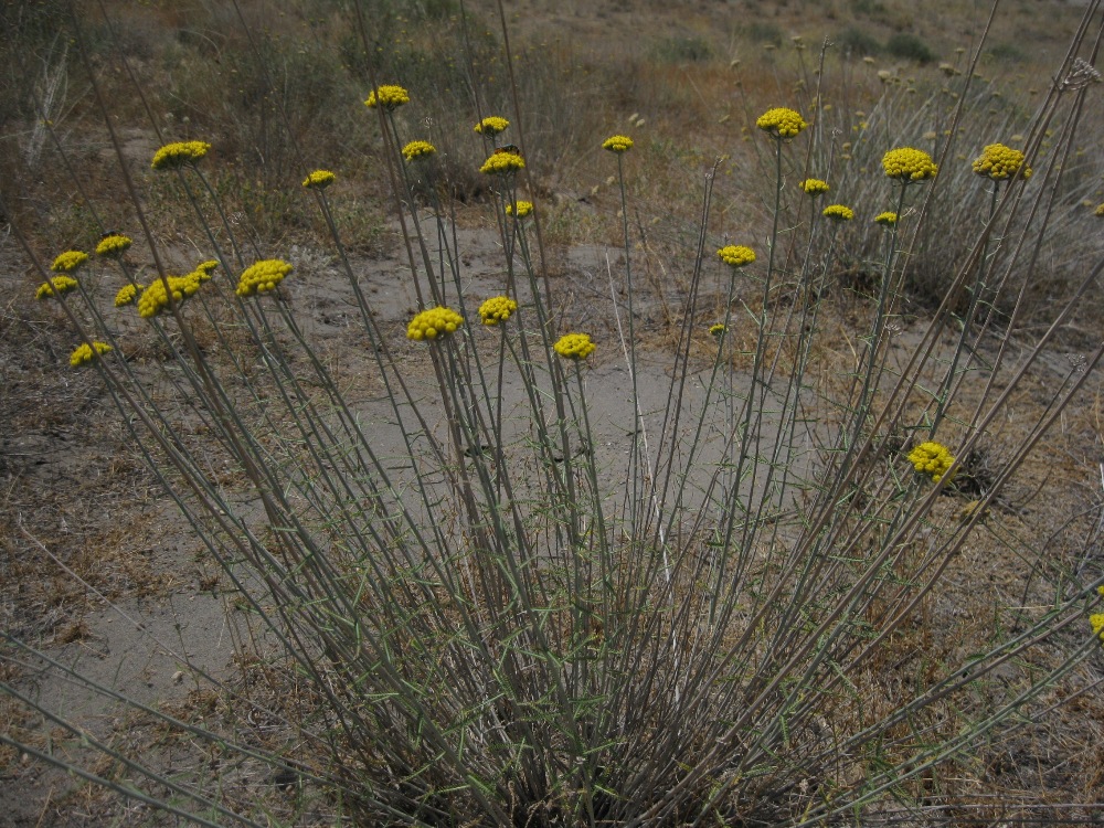 Изображение особи Achillea santolina.