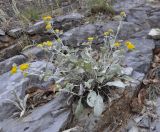 Inula aschersoniana