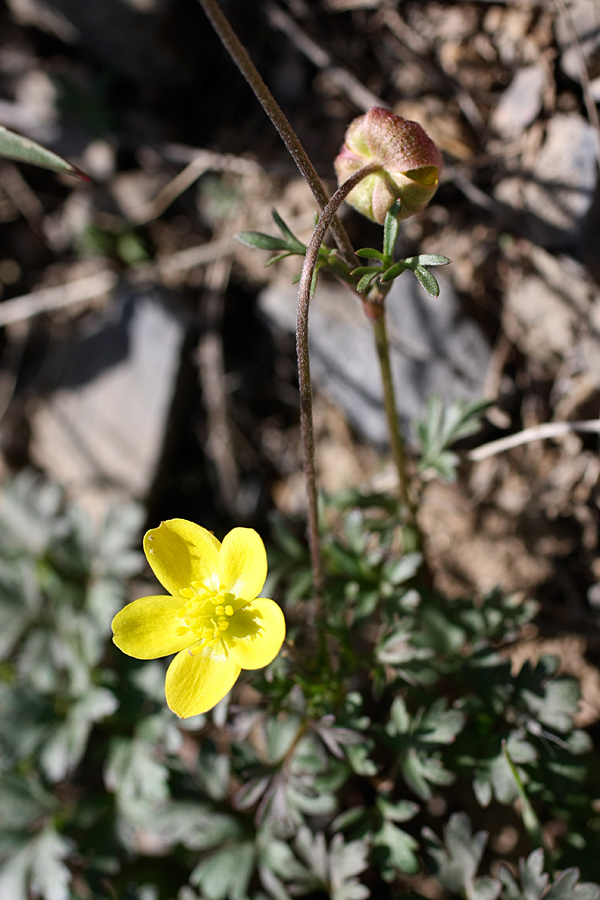 Image of Anemone gortschakowii specimen.