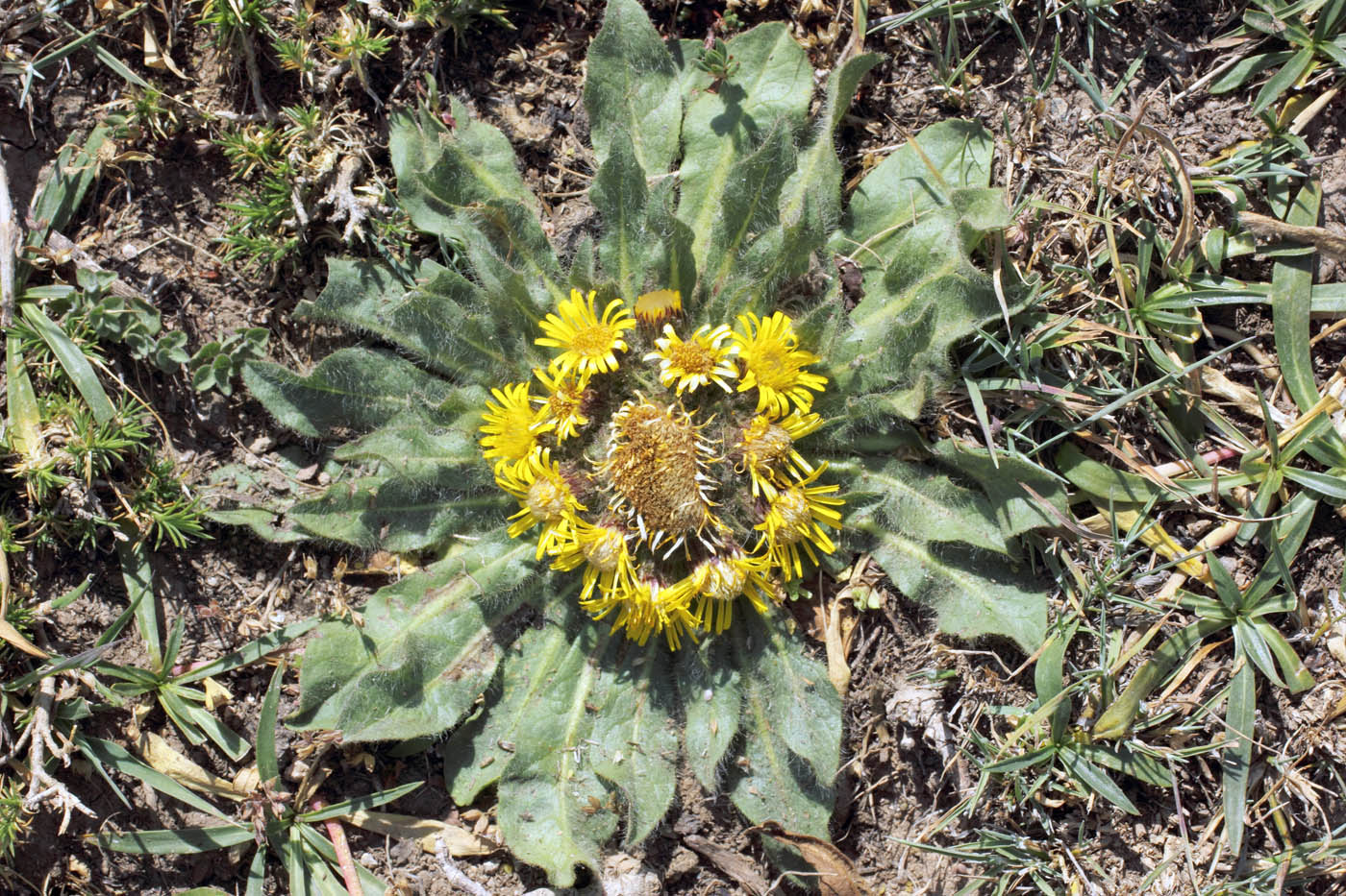 Изображение особи Inula rhizocephala.