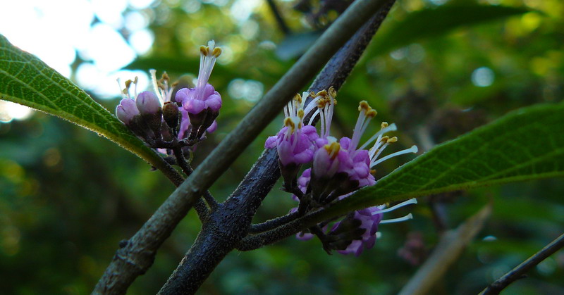 Изображение особи род Callicarpa.