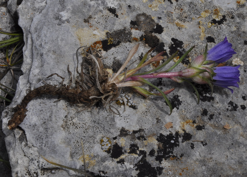 Image of Edraianthus graminifolius specimen.