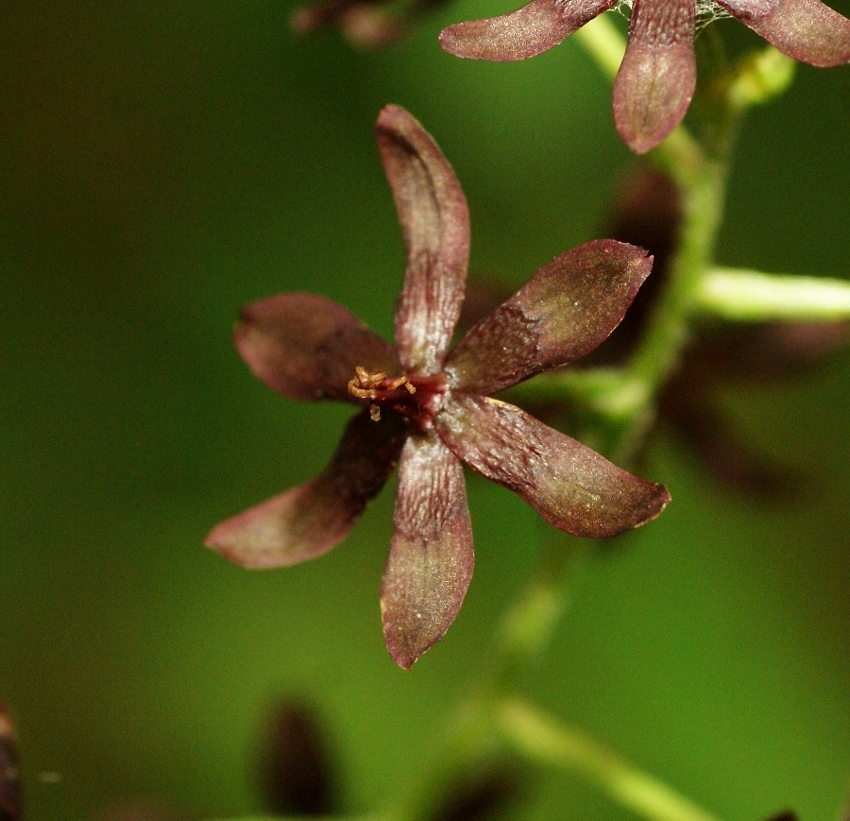 Изображение особи Veratrum maackii.