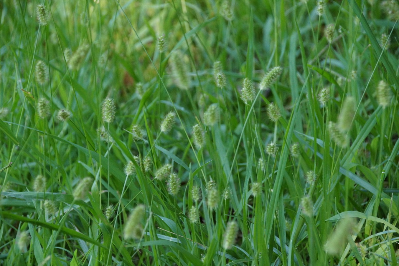 Image of Setaria viridis specimen.