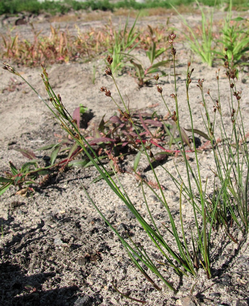 Image of Juncus nodulosus specimen.