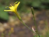Mycelis muralis