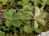 Alchemilla sericata