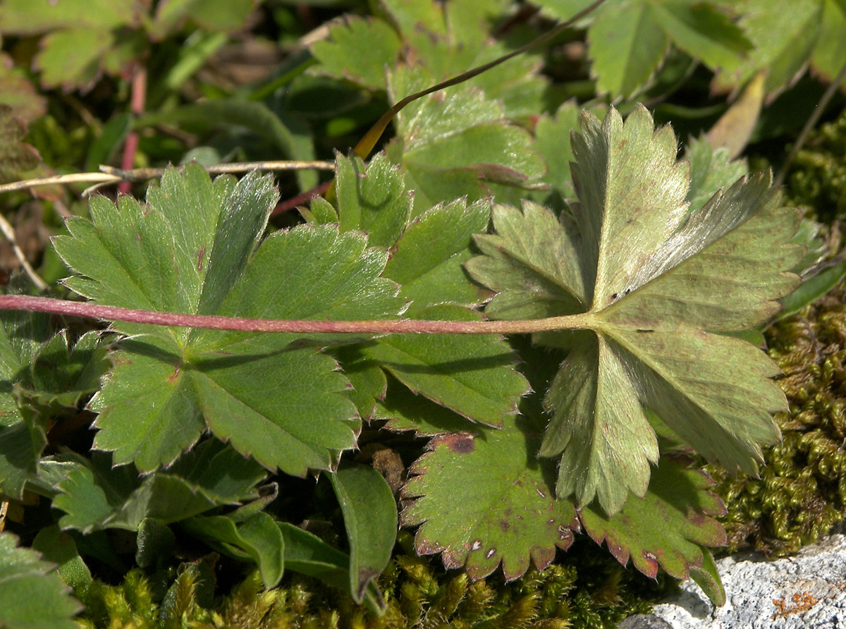 Изображение особи Alchemilla sericata.