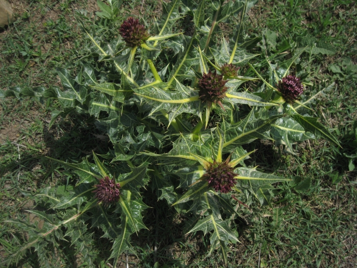 Image of Gundelia armeniaca specimen.