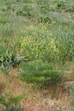 Ferula karatavica. Зацветающее растение. Южный Казахстан, нижний Боролдай, лощина Акжар. 10.05.2013.