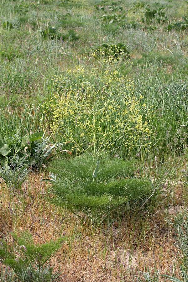 Изображение особи Ferula karatavica.