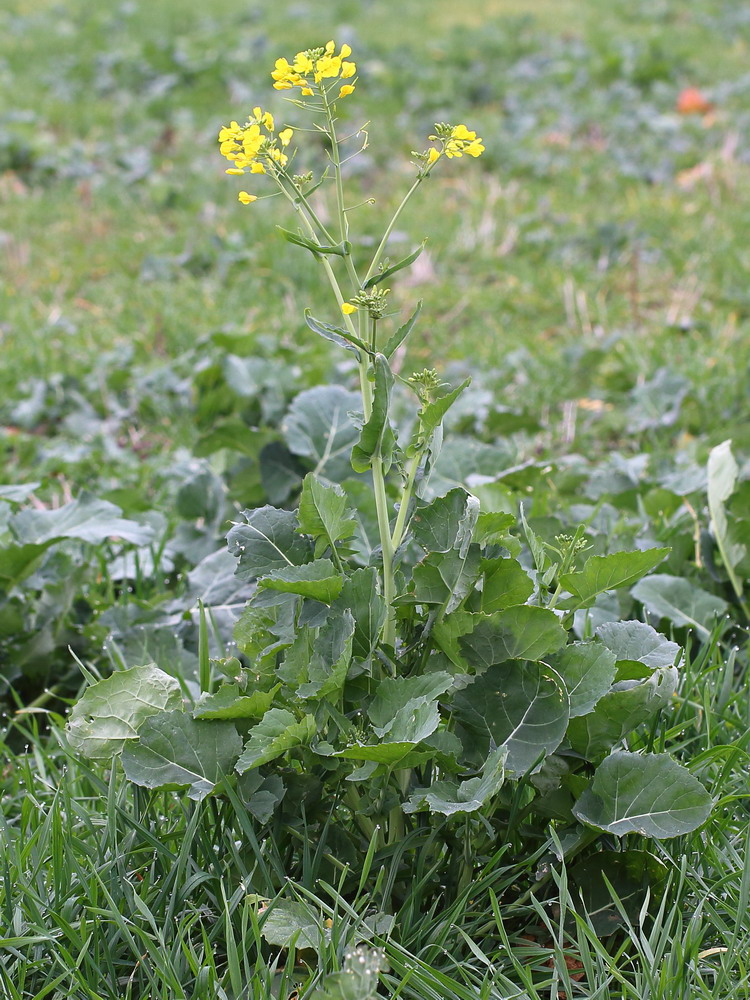 Image of Brassica napus specimen.