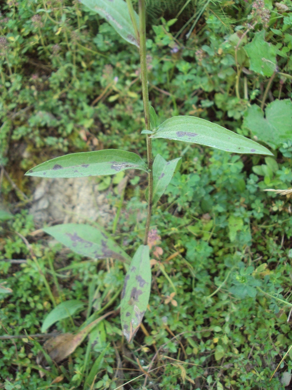 Image of Centaurea jacea specimen.