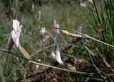 Astragalus pseudotataricus. Части соцветий. Ростовская обл., Персиановские степи, Аютинские склоны. 05.05.2013.