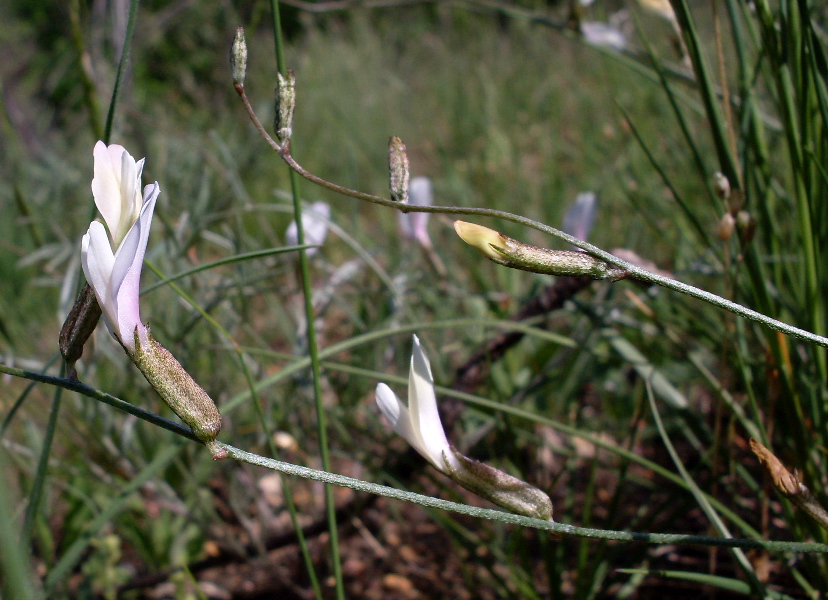 Image of Astragalus pseudotataricus specimen.