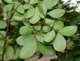 Lagerstroemia indica