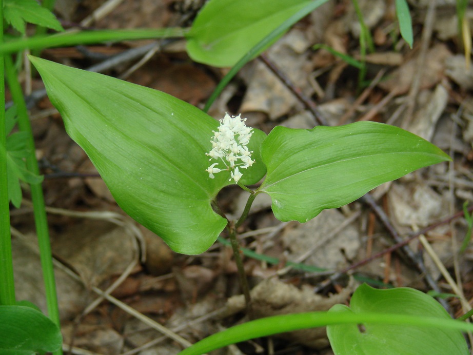 Изображение особи Maianthemum bifolium.