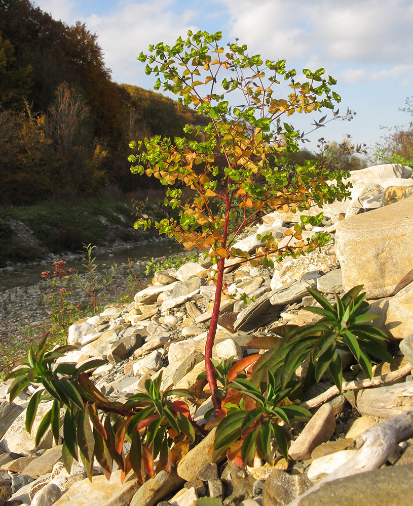 Image of Euphorbia stricta specimen.