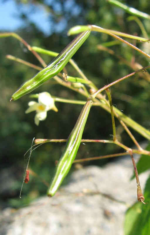 Изображение особи Impatiens parviflora.