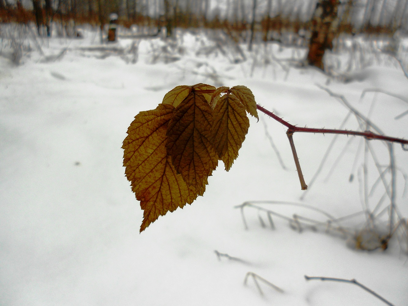 Изображение особи Rubus idaeus.