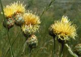 Centaurea rigidifolia