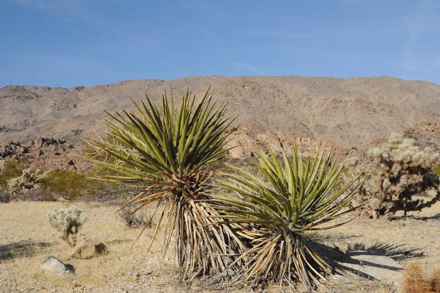 Изображение особи Yucca schidigera.