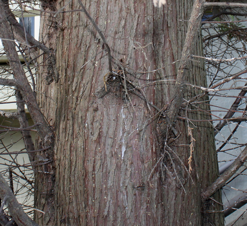 Image of Cupressus &times; leylandii specimen.