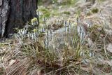 Eriophorum vaginatum