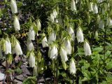 Campanula punctata. Верхушки цветущих растений. Хабаровский край, Ванинский р-н, окр. пос. Высокогорный. 27.06.2013.