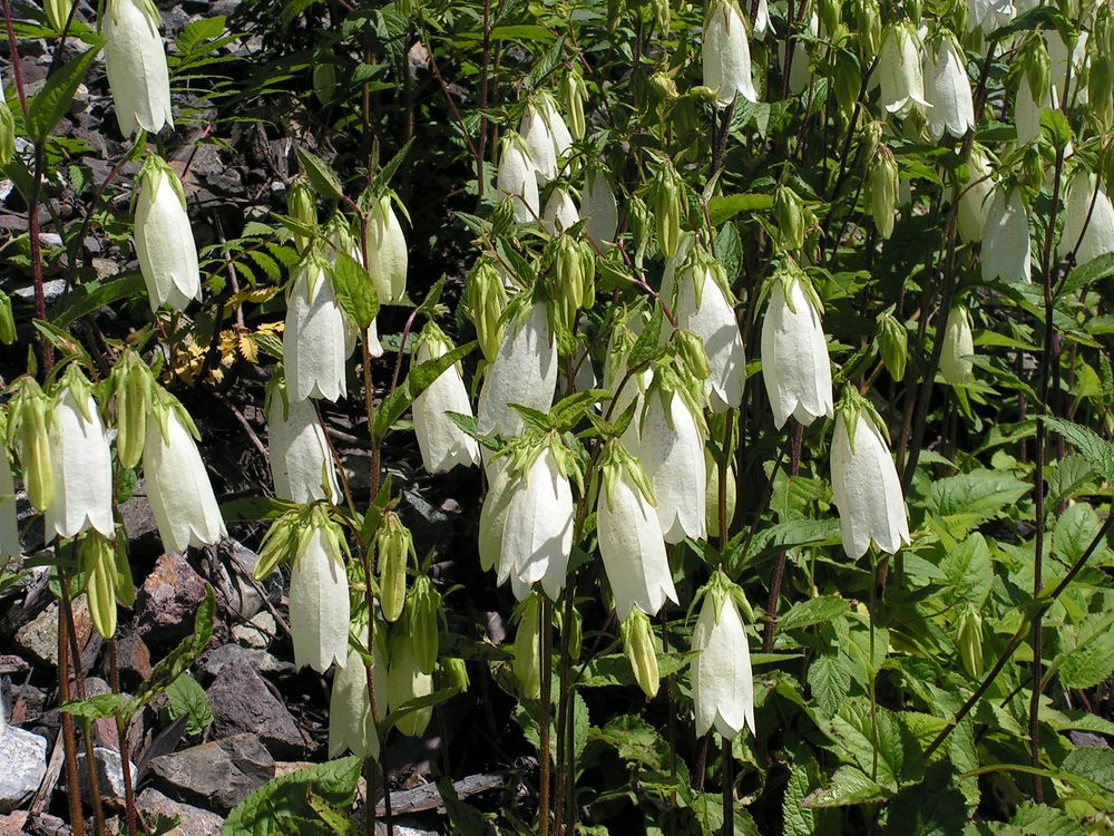 Изображение особи Campanula punctata.