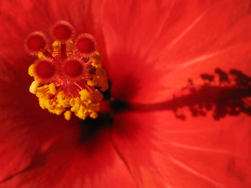 Image of Hibiscus rosa-sinensis specimen.