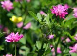 Trifolium resupinatum