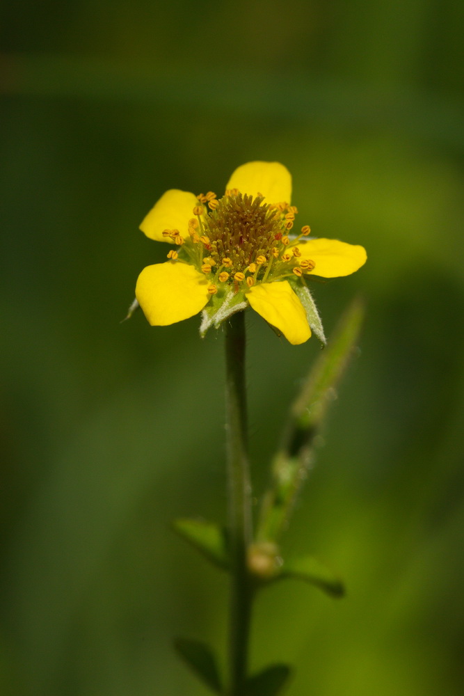 Изображение особи Geum urbanum.