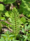 Equisetum telmateia. Молодой вегетативный побег. Краснодарский край, окр. пос. Мезмай, Гуамское ущелье. 01.05.2014.