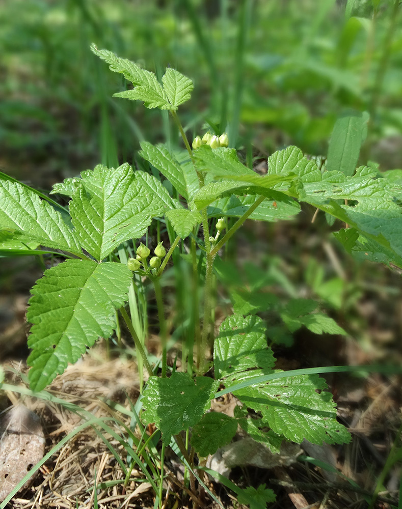 Изображение особи Rubus saxatilis.