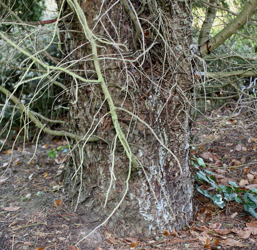 Image of Hesperocyparis macnabiana specimen.