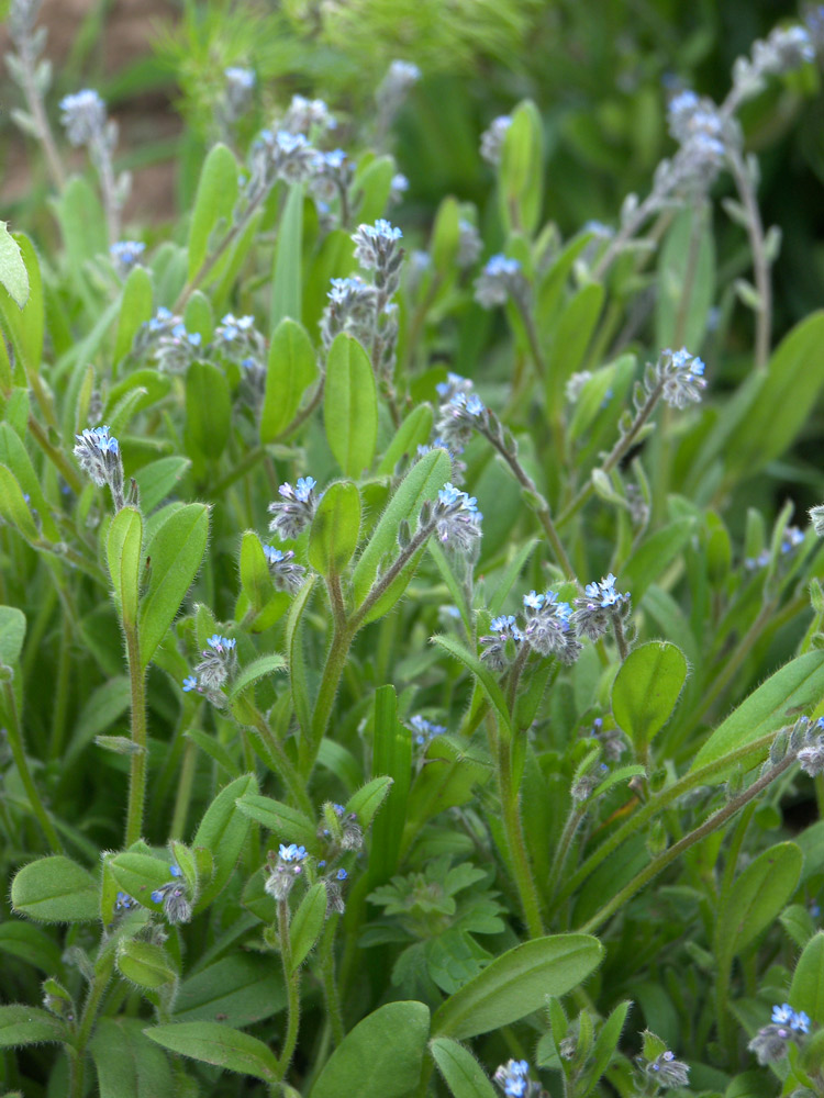 Image of Myosotis micrantha specimen.